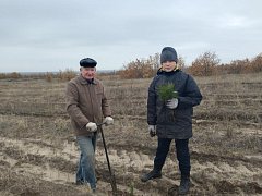 В Лысогорском районе высадили 4000 сеянцев сосны