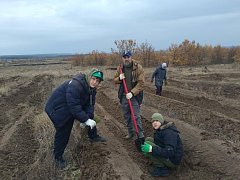 В Лысогорском районе высадили 4000 сеянцев сосны