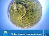 По национальному проекту Президента РФ «Экология» в 2020 году в Саратовской области лес восстановлен на площади 1100 га.