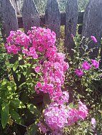 Жители с.Б.Копены поделились с нами фотографиями цветов, которые вырастила их односельчанка – Бузина Нина Михайловна.
