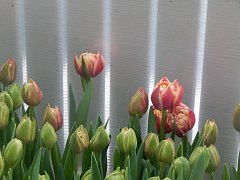 В   теплице распустились тюльпаны